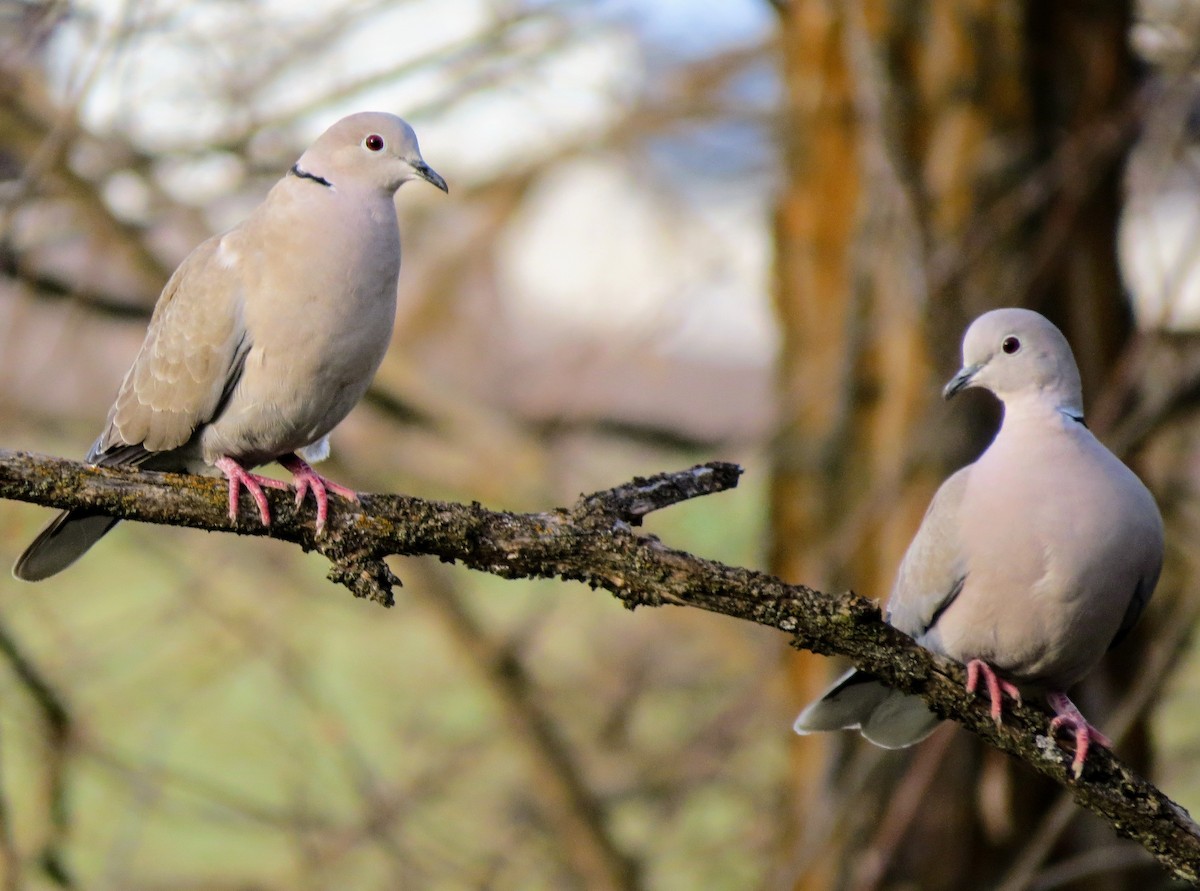 Eurasian Collared-Dove - ML226998641
