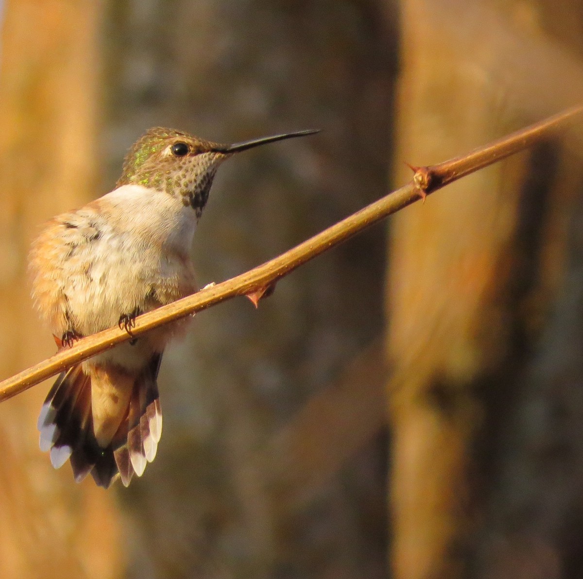 Rufous Hummingbird - ML226998671