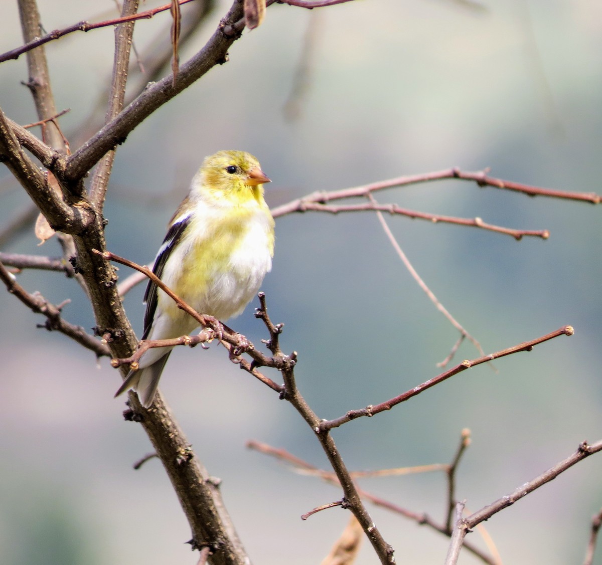 American Goldfinch - ML226998791