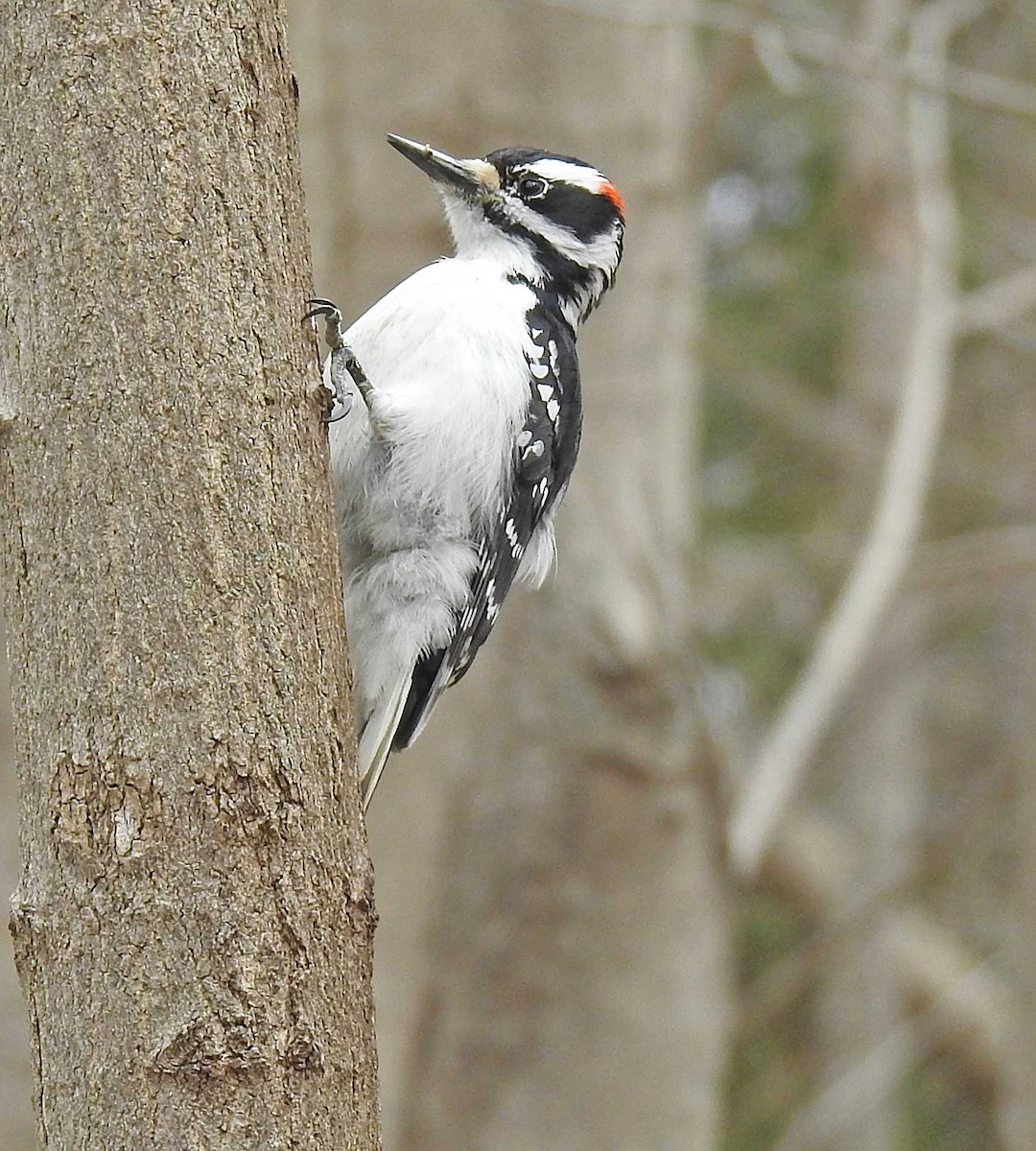 Hairy Woodpecker - ML227002181