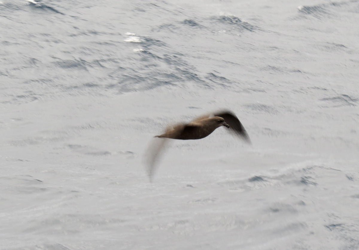 Great-winged/Gray-faced Petrel - ML227002501