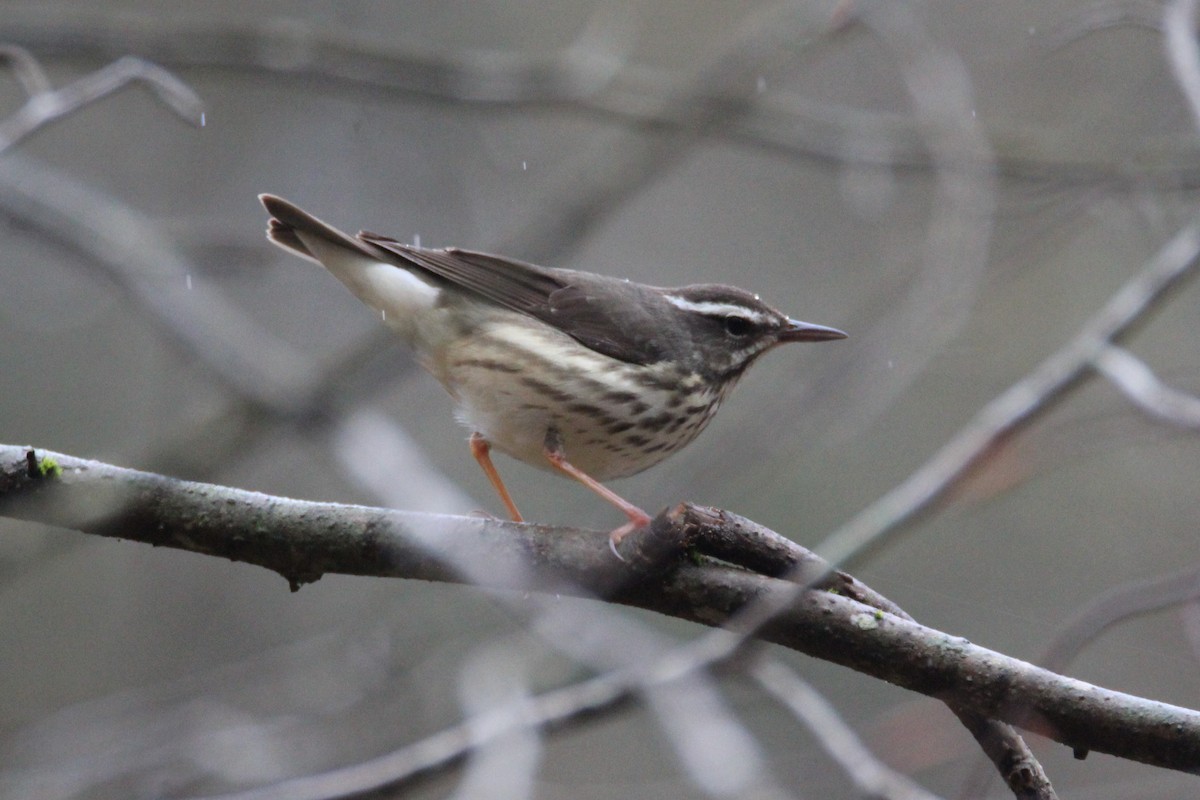 Louisiana Waterthrush - Patrick Sysiong