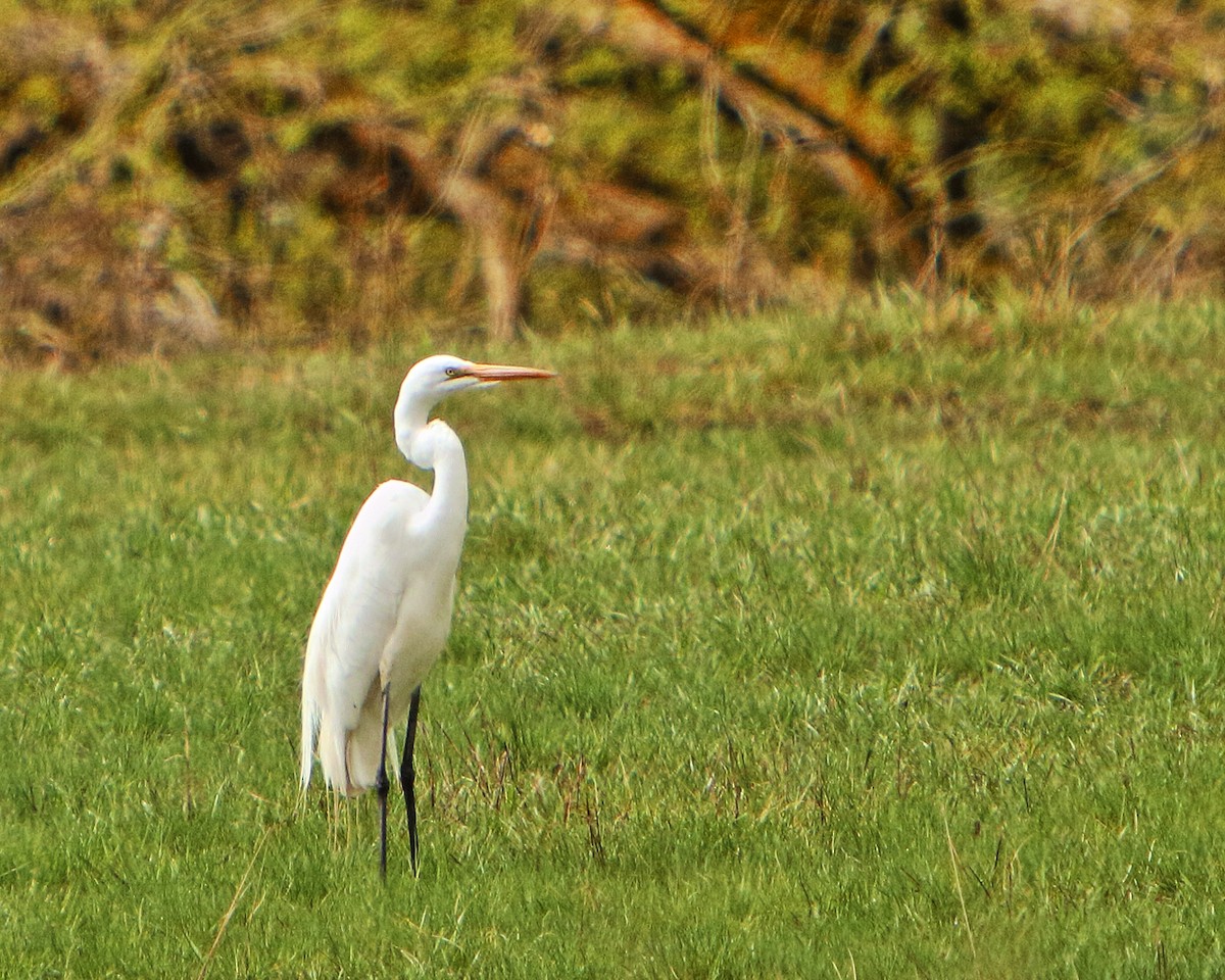 Grande Aigrette - ML227005161