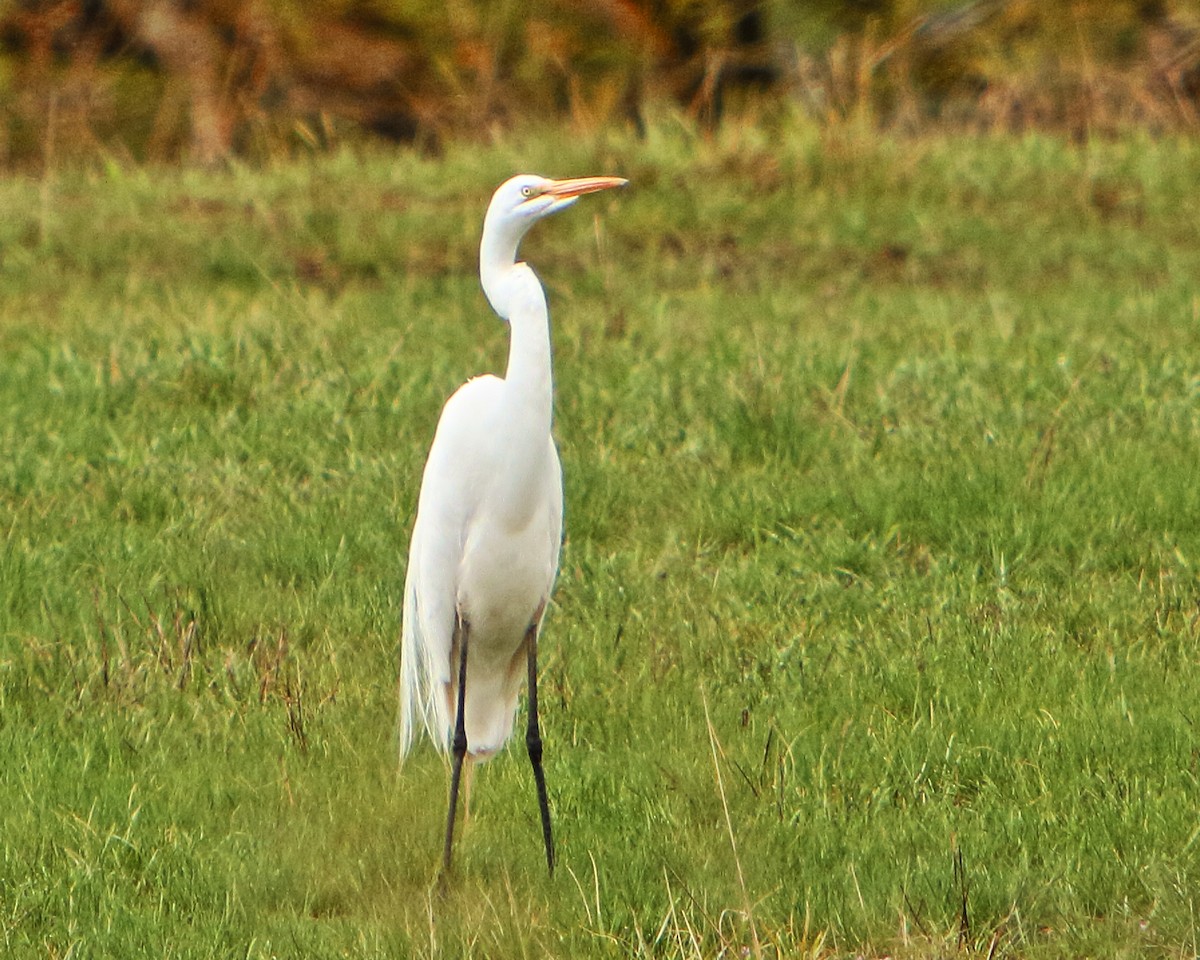 Grande Aigrette - ML227005231