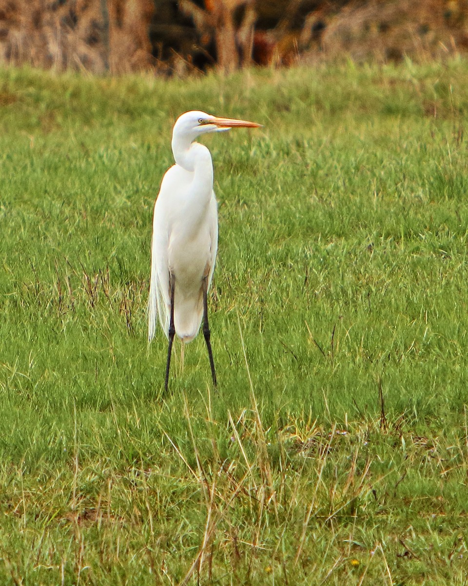 Grande Aigrette - ML227005281