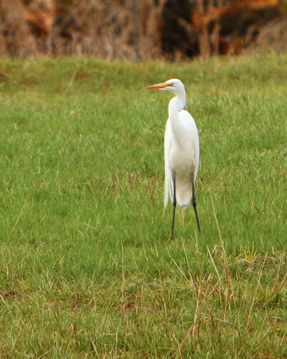 Grande Aigrette - ML227005301