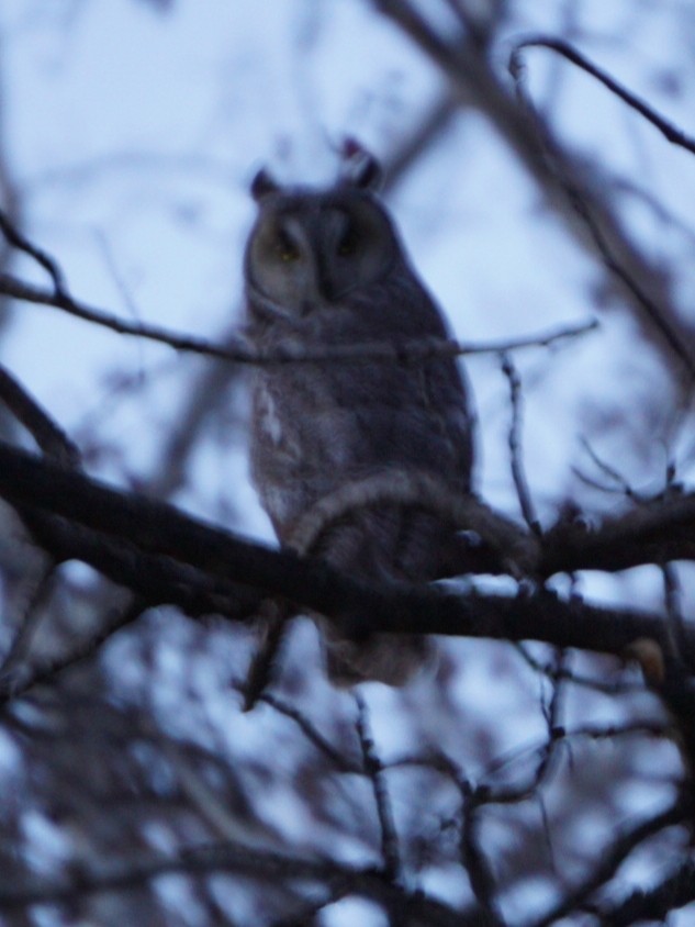 Long-eared Owl - ML227006821