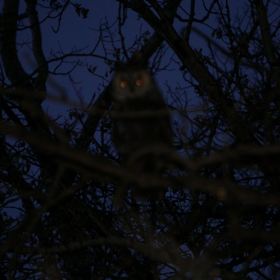 Long-eared Owl - ML227006851