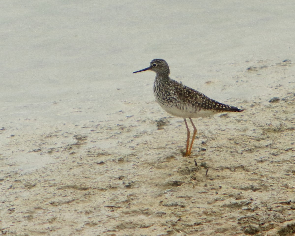 Lesser Yellowlegs - Cullen Clark