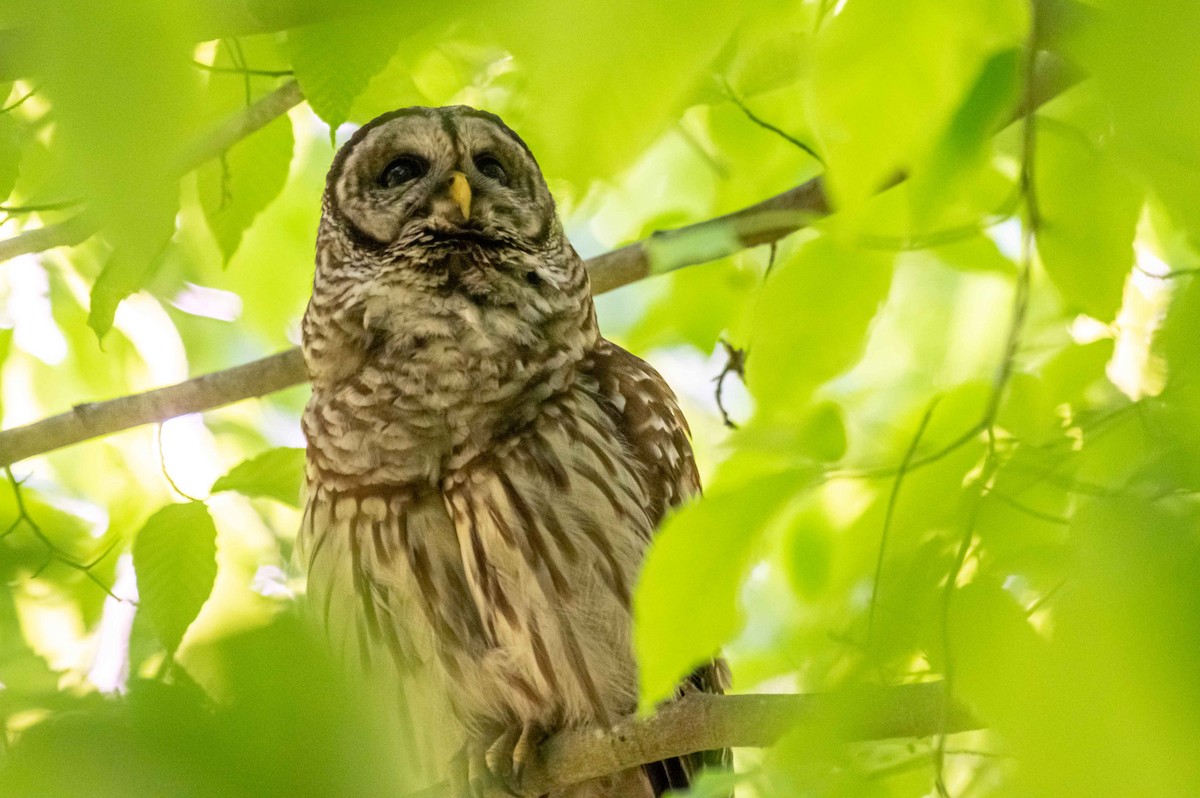 Barred Owl - ML227008491