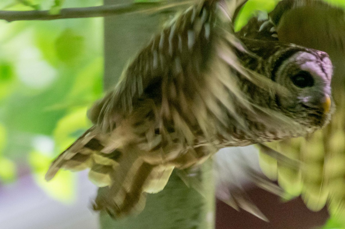 Barred Owl - ML227008591