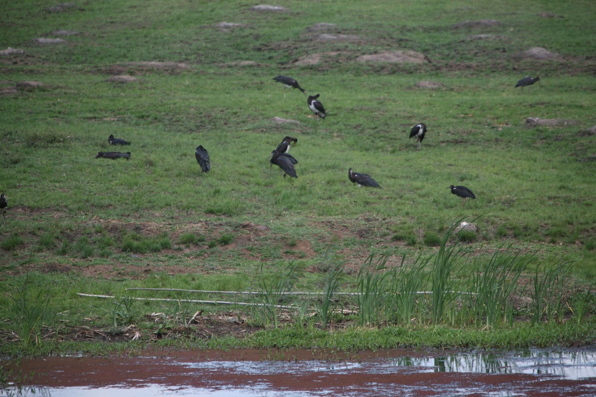 blåmaskestork - ML227008691