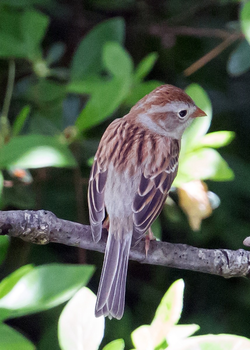 Field Sparrow - ML227008761