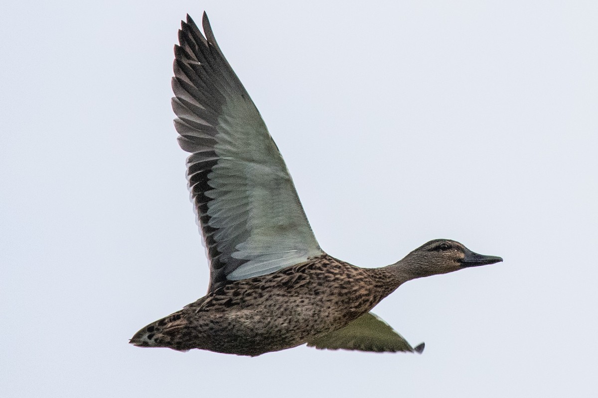 Mallard x Pacific Black Duck (hybrid) - ML227009021