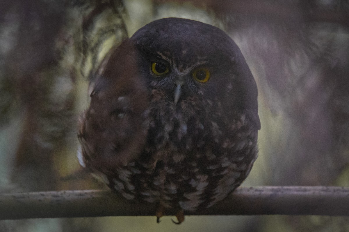 Morepork - ML227009471