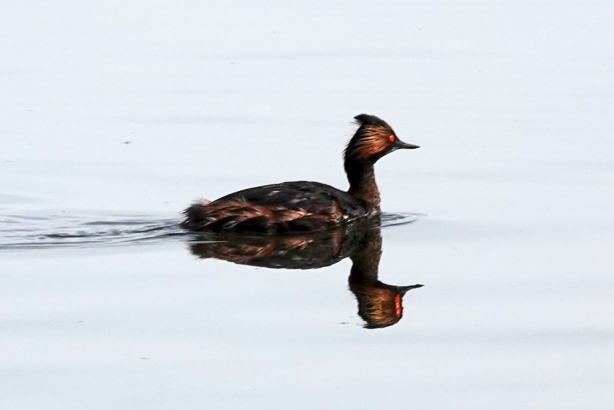 Eared Grebe - ML227009681