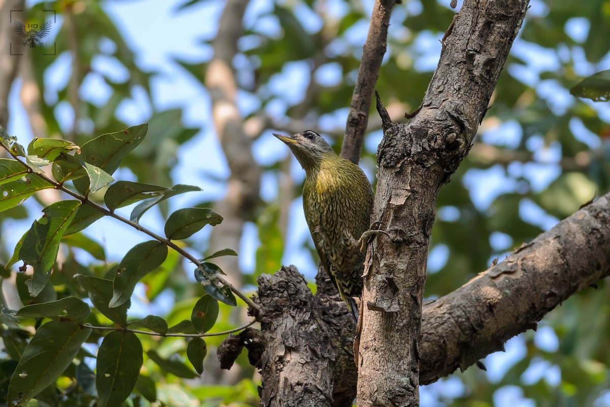 Streak-throated Woodpecker - ML227010151