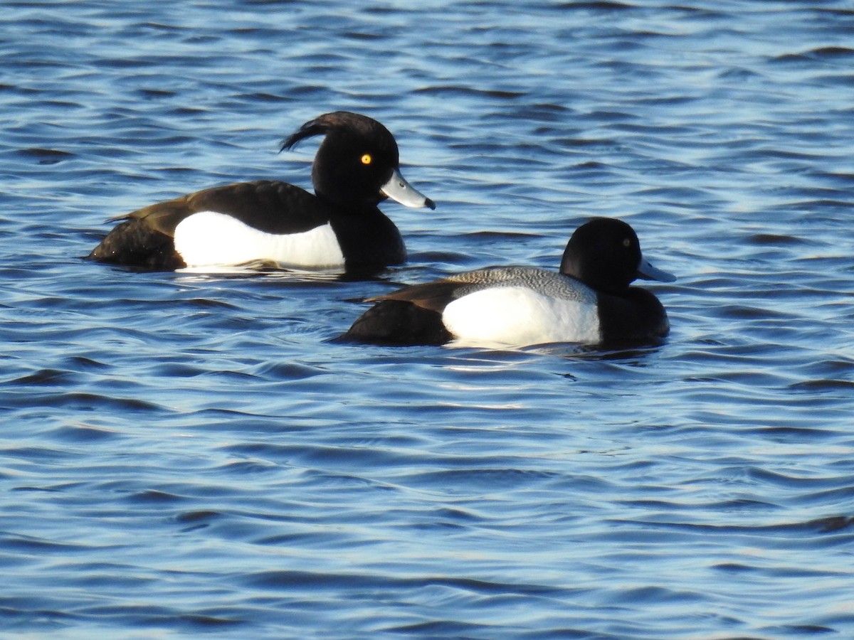 Tufted Duck - Evan Walters