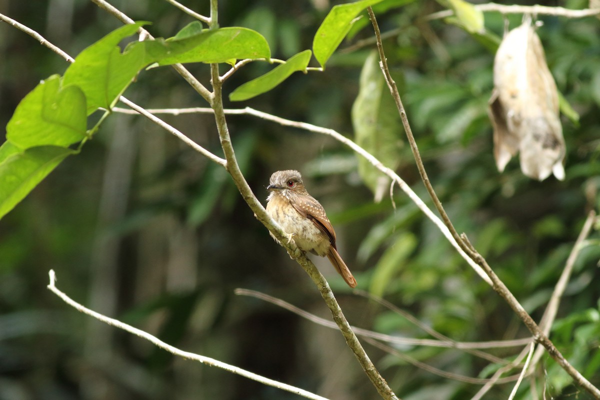 White-whiskered Puffbird - Liam Waters