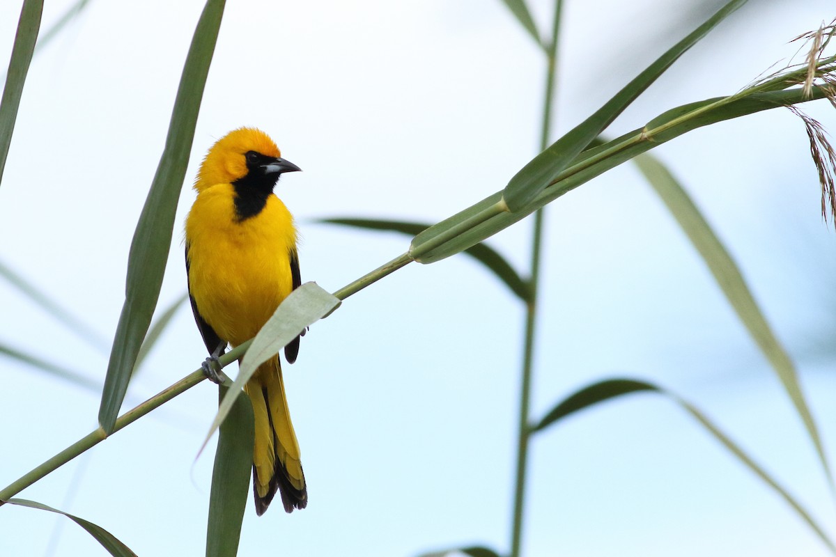 Yellow-tailed Oriole - ML227017141