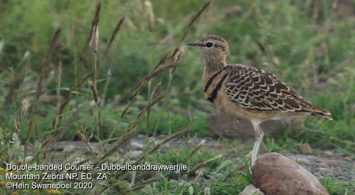 Double-banded Courser - ML227017161