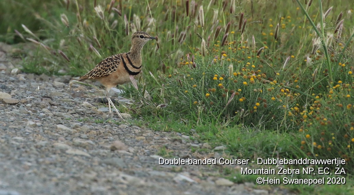 Double-banded Courser - ML227017171