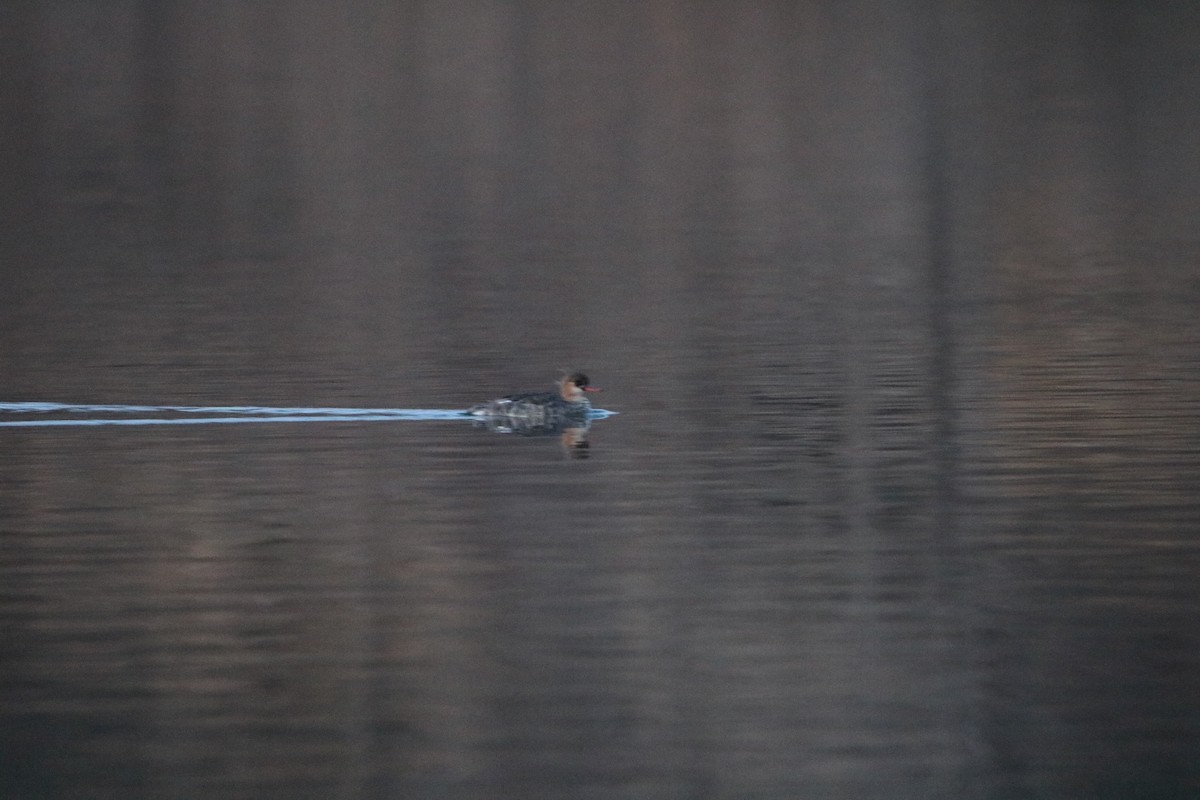 Red-breasted Merganser - Katelyn Luff