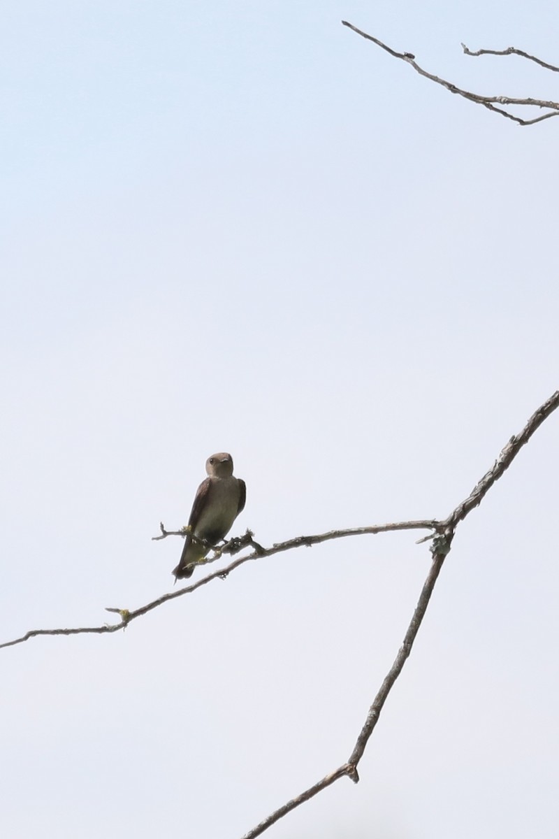 Northern Rough-winged Swallow - ML227019821
