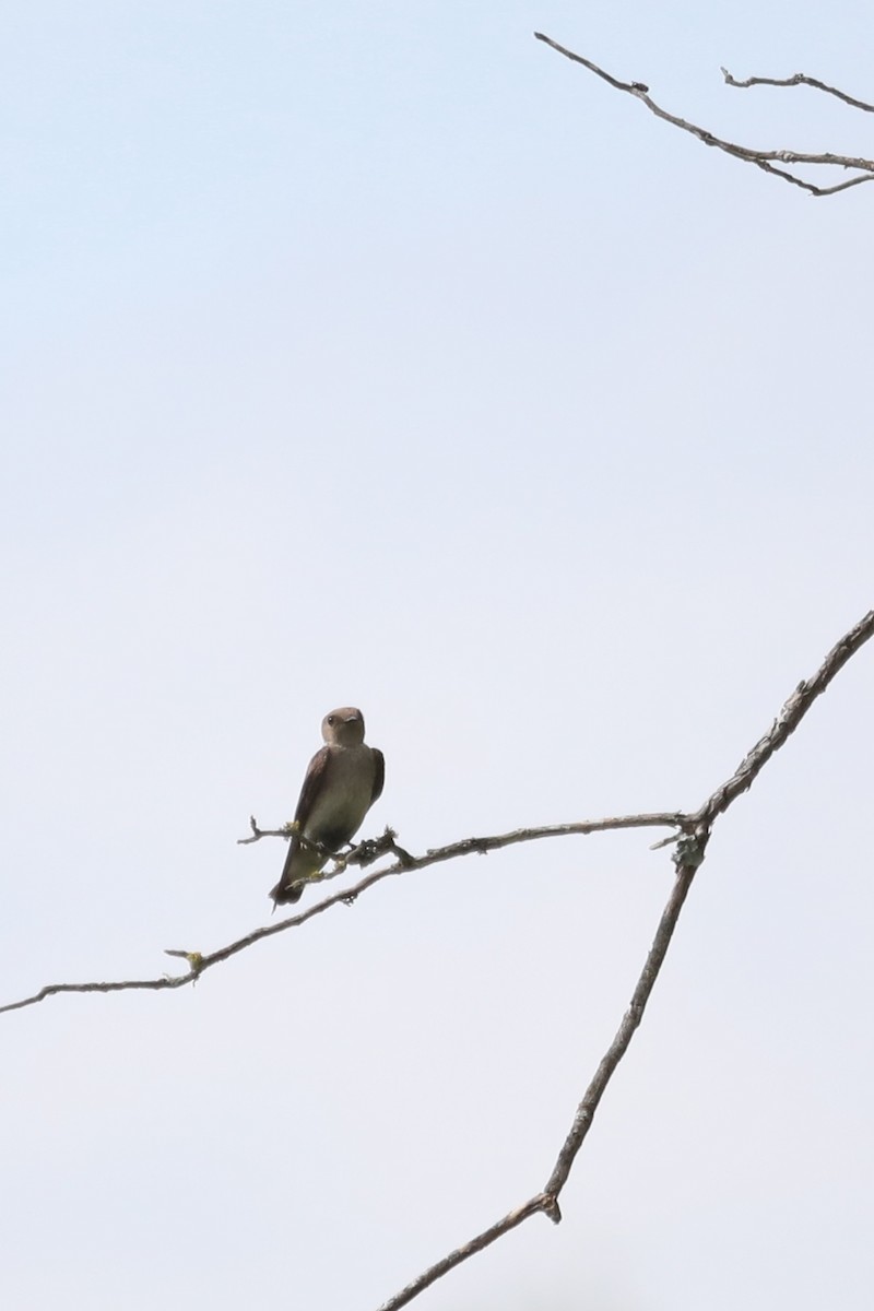 Golondrina Aserrada - ML227019821