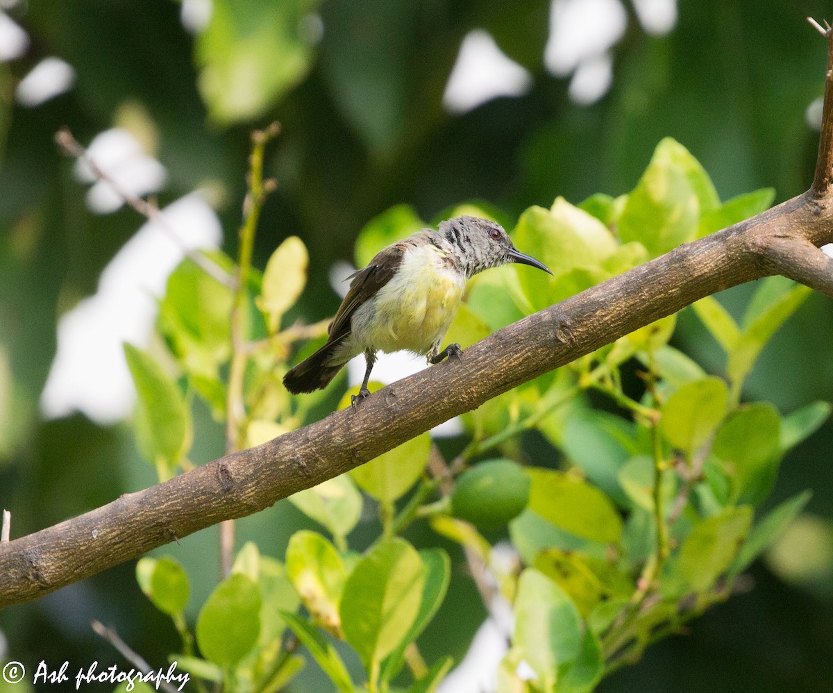 Purple Sunbird - Ashwini Bhatt