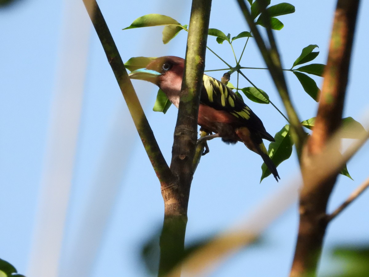 Banded Broadbill - ML227022041