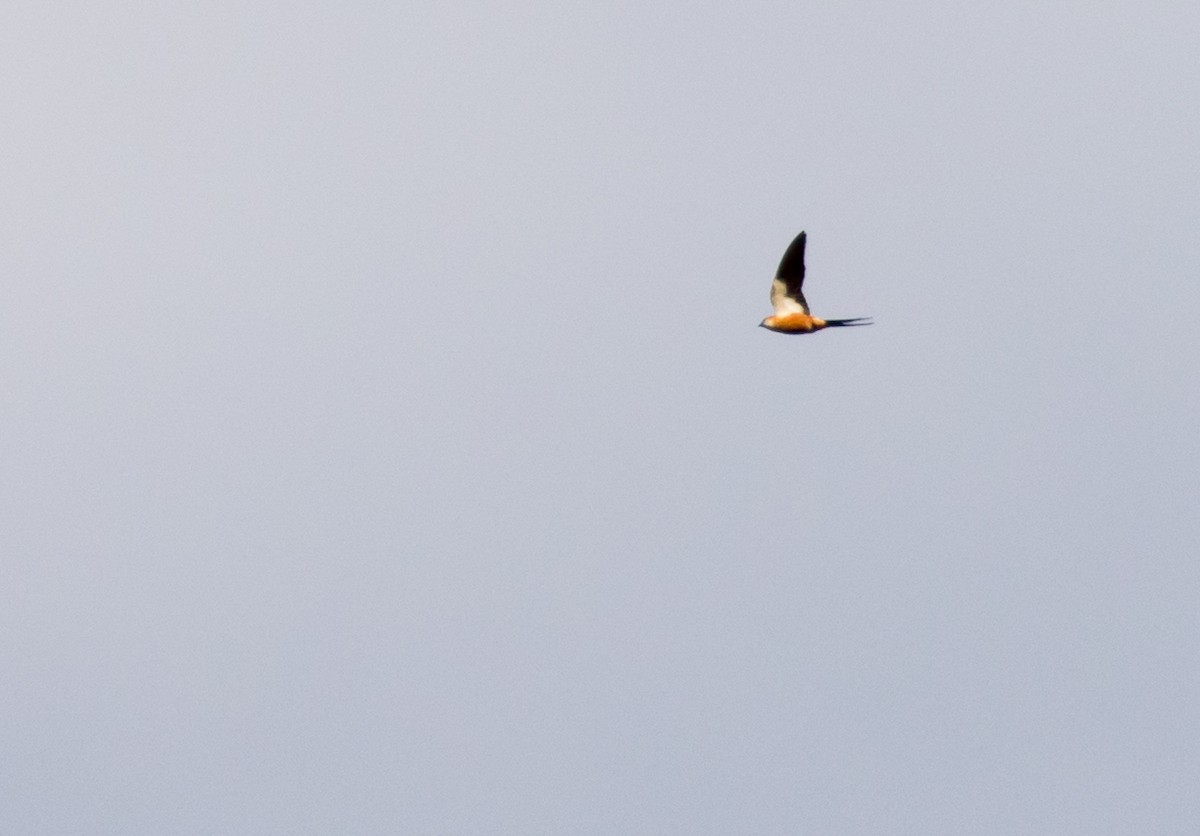 Golondrina Senegalesa - ML227022471