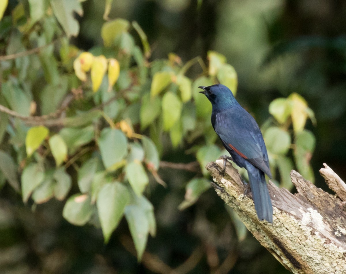 Waller's Starling - ML227022701