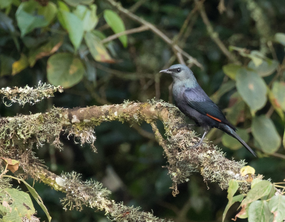 Waller's Starling - ML227022711