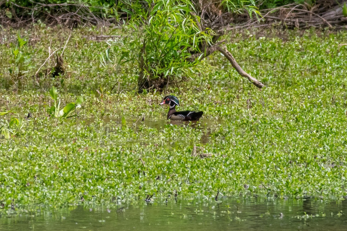 Wood Duck - ML227023341