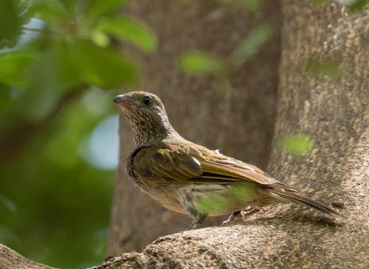 Scaly-throated Honeyguide - John Sterling