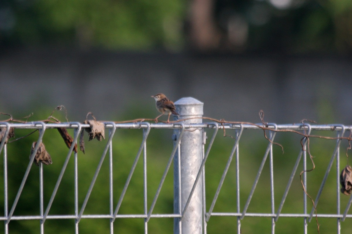 Zitting Cisticola - James Lambert