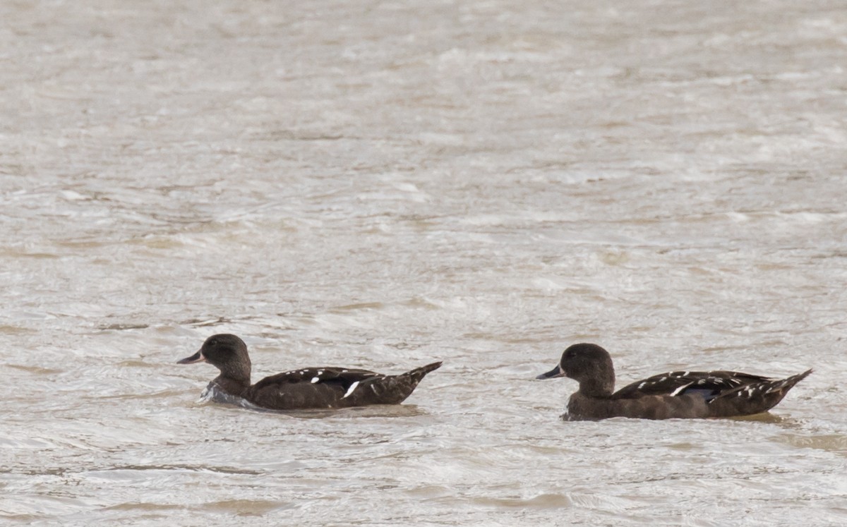 African Black Duck - ML227027461