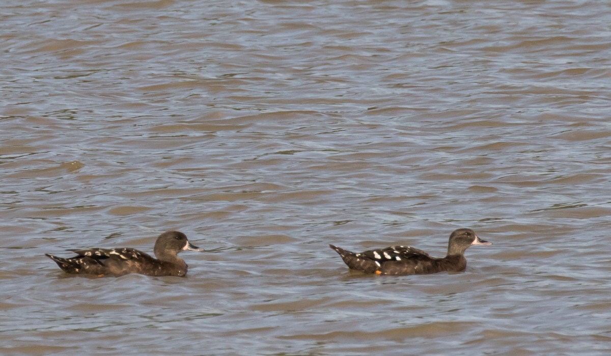 African Black Duck - ML227027471