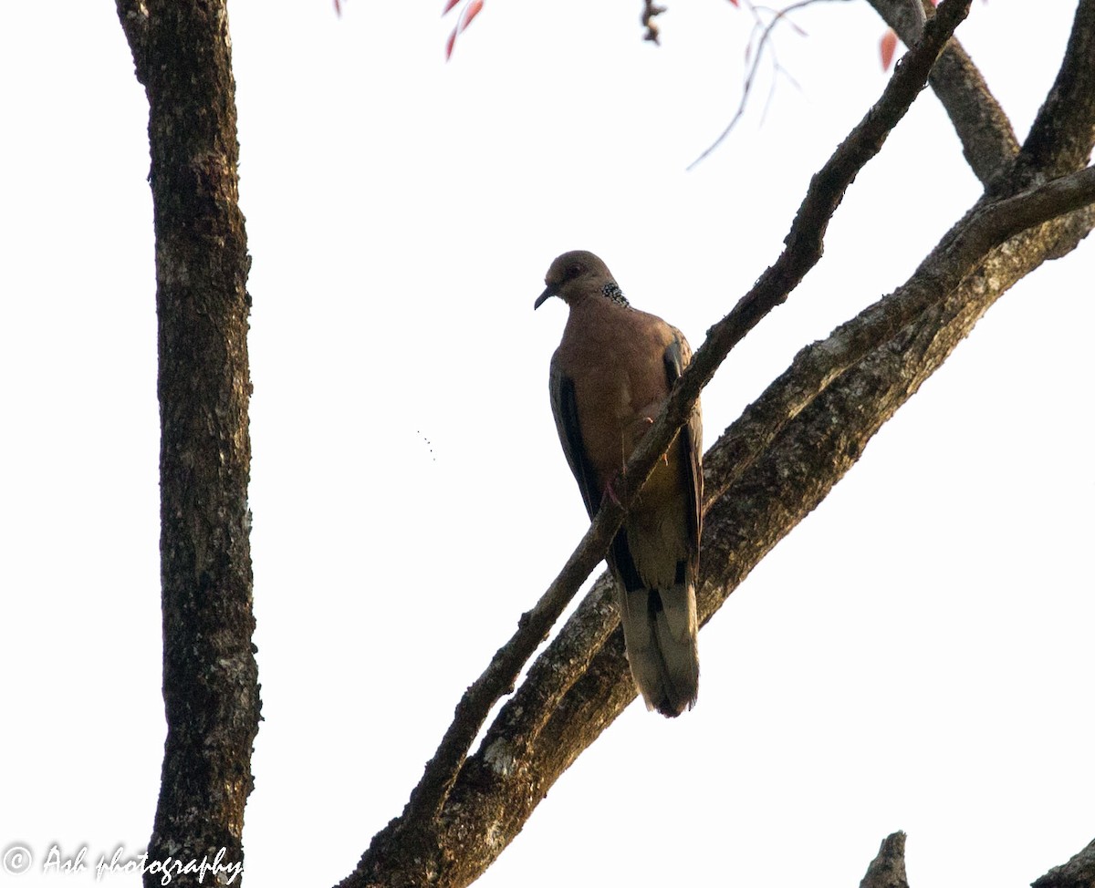 Spotted Dove - ML227027871