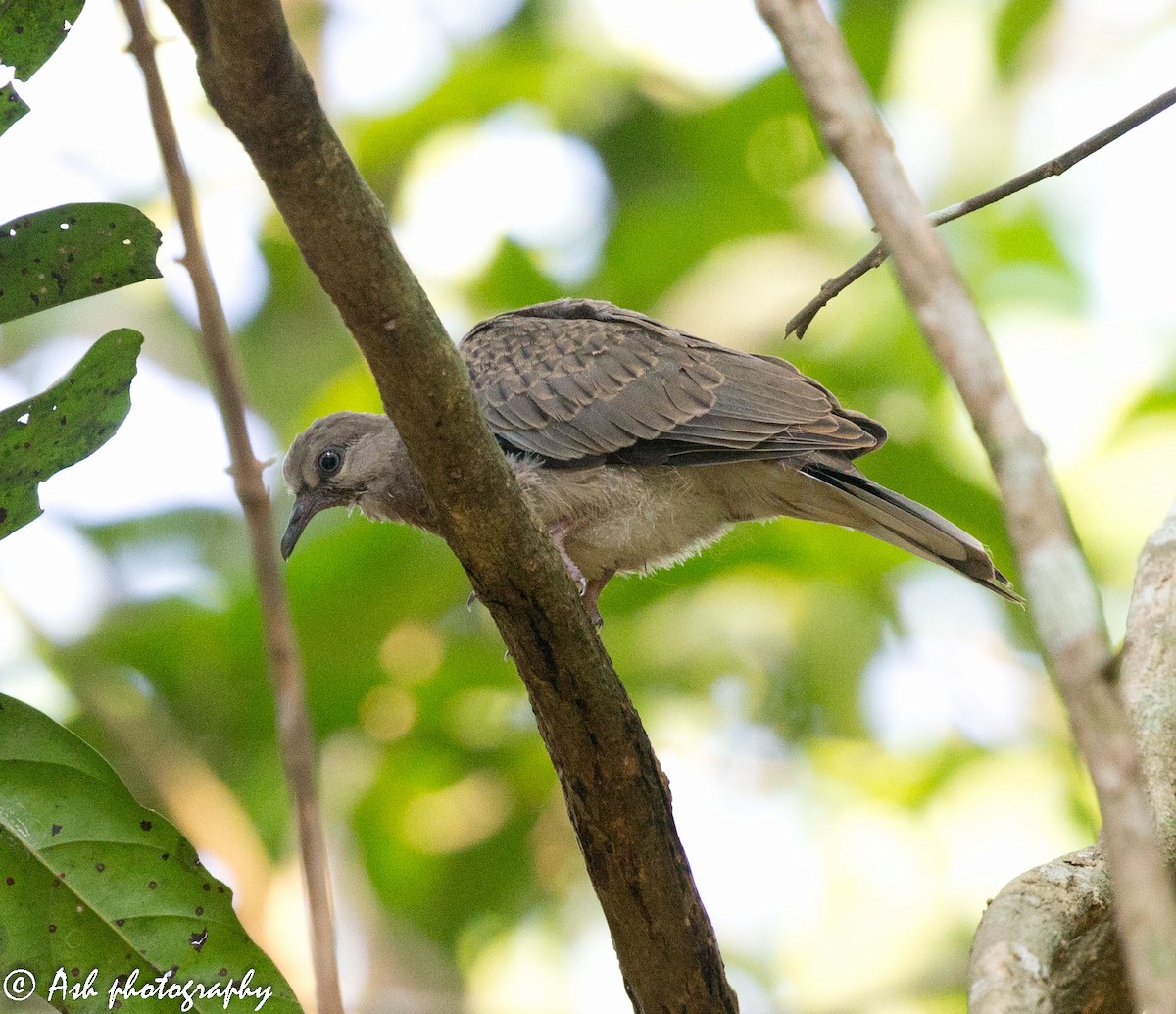 珠頸斑鳩 - ML227027881