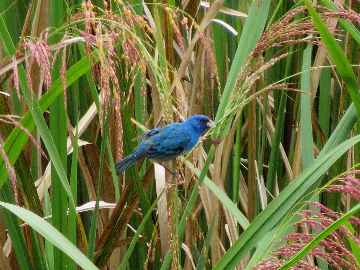 Indigo Bunting - John  Mariani