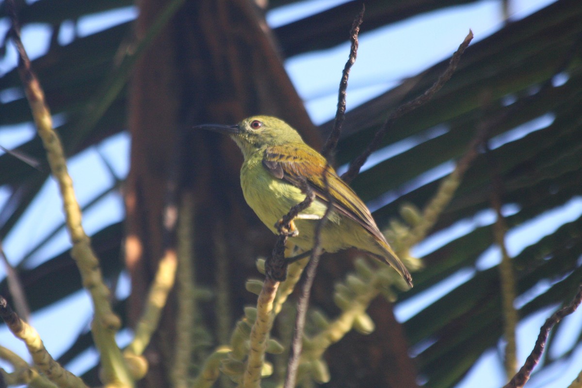 Brown-throated Sunbird - ML227029691