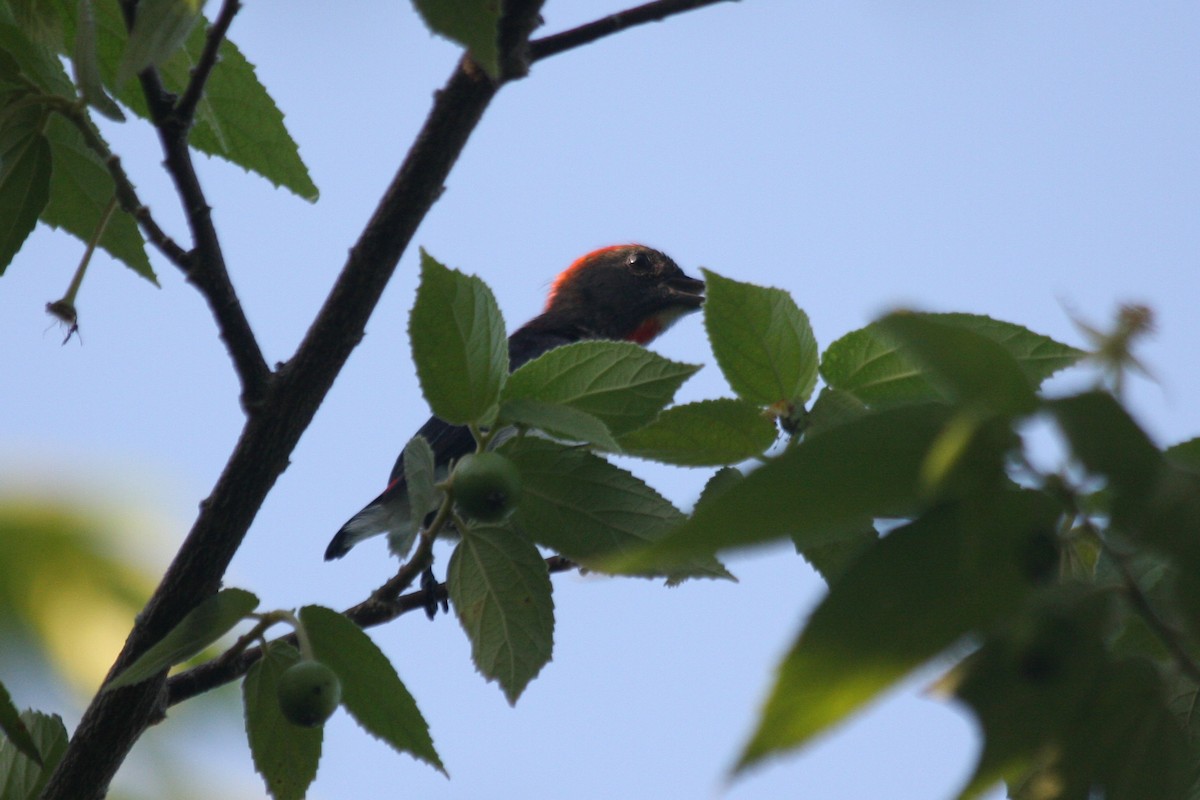 Black-fronted Flowerpecker - James Lambert