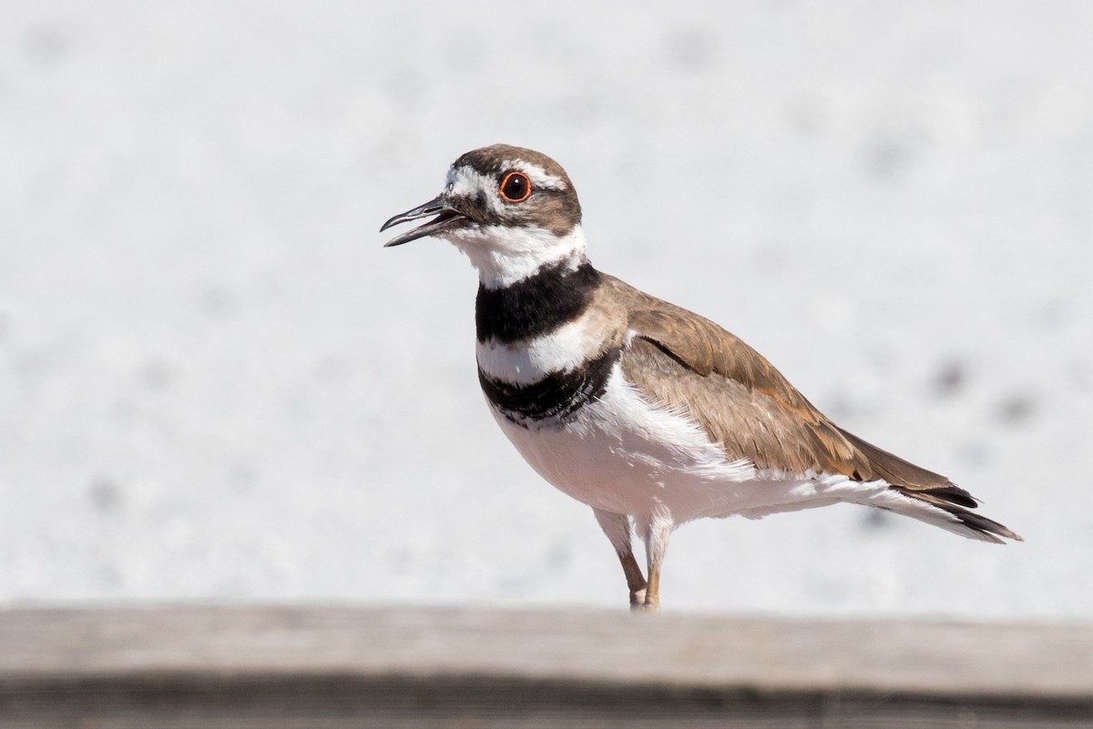 Killdeer - Garrett Lau