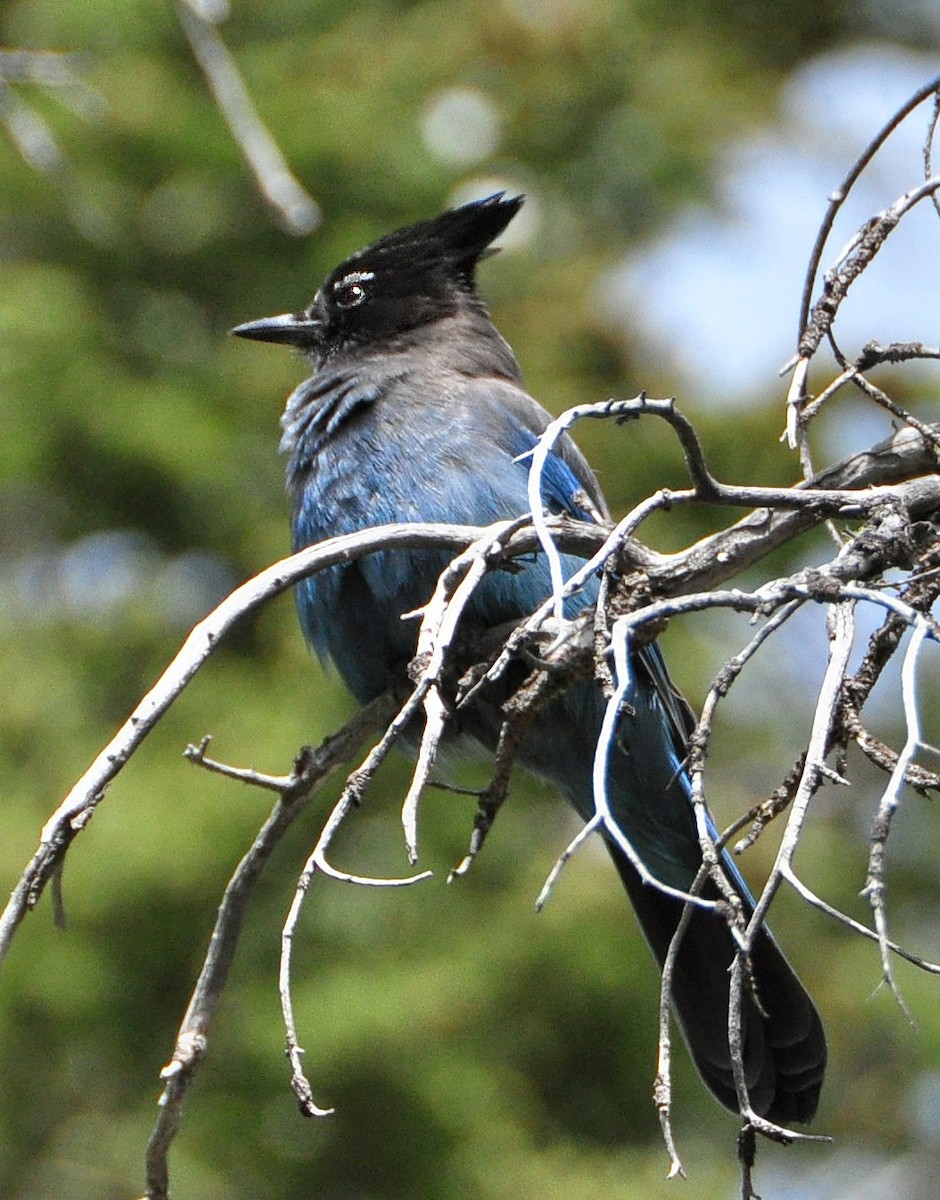 Steller's Jay - ML227030531