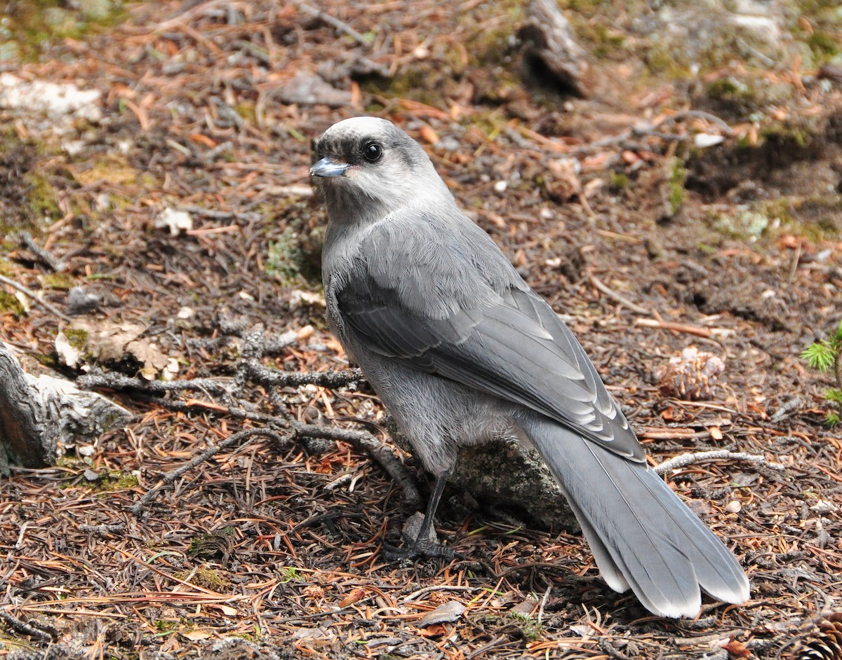 Canada Jay - ML227030571