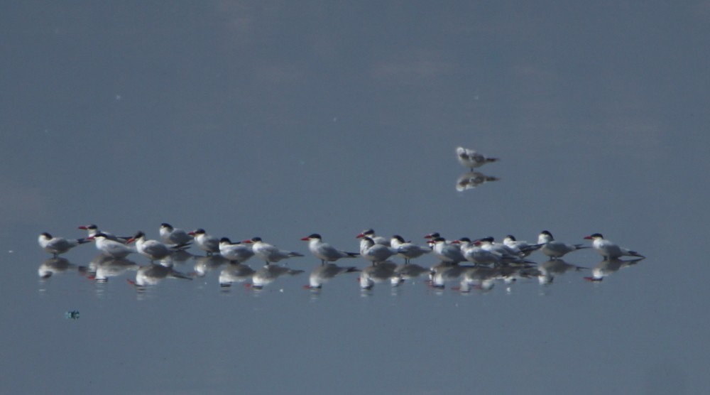 Caspian Tern - ML227031491