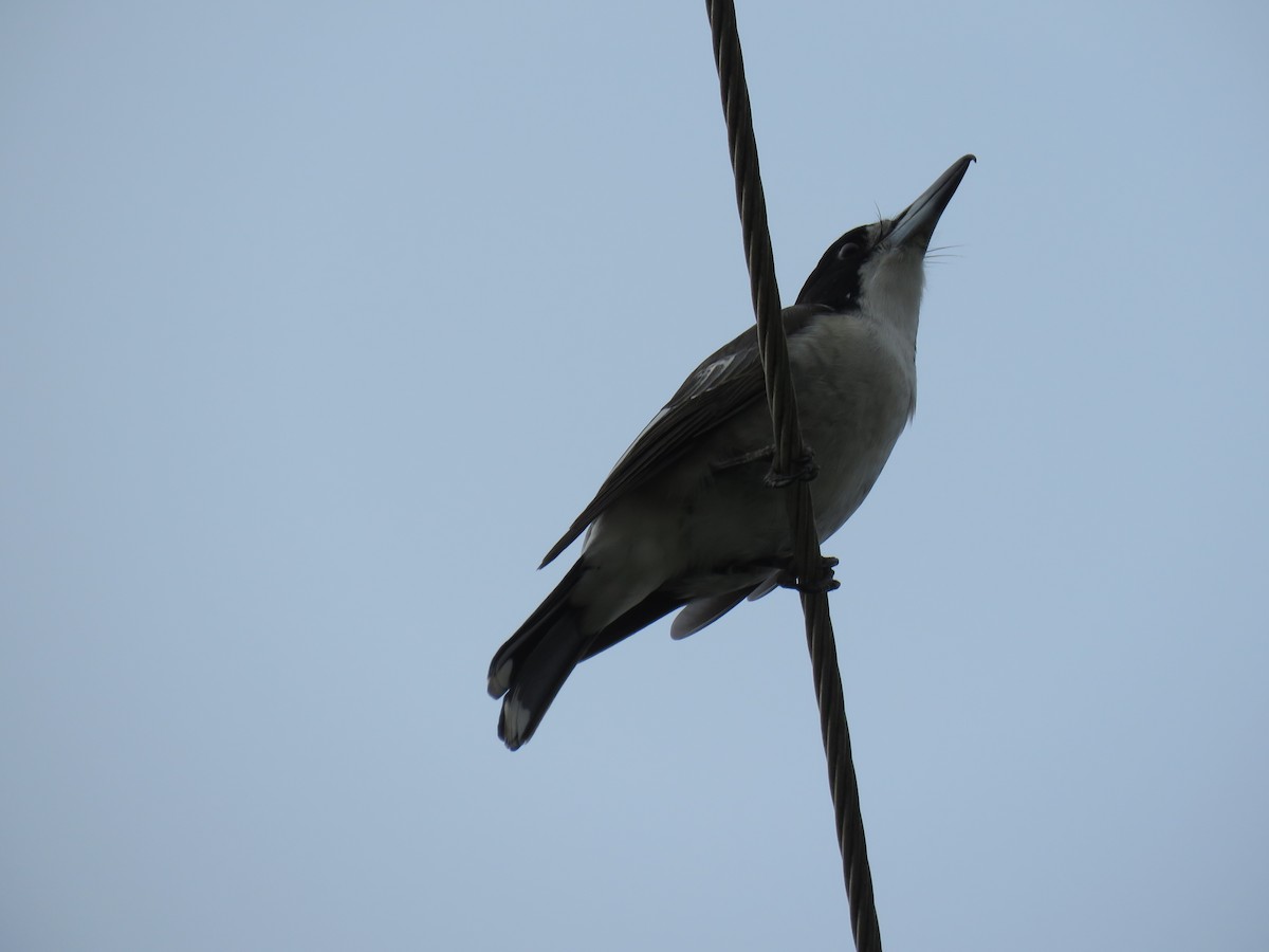 Gray Butcherbird - ML227031521