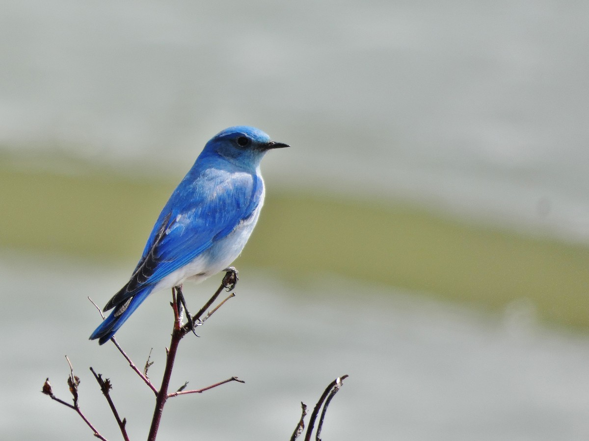 Mountain Bluebird - ML227033291